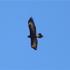 Aquila audax at Strathnairn, ACT - 23 Aug 2024 01:32 PM