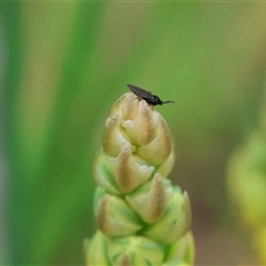 Sciaridae sp. (family) (Black fungus gnat) at Wodonga, VIC - 22 Sep 2024 by KylieWaldon