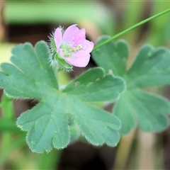 Geranium sp. at Wodonga, VIC - 22 Sep 2024 by KylieWaldon