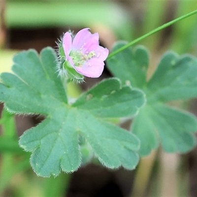 Geranium sp. at Wodonga, VIC - 22 Sep 2024 by KylieWaldon