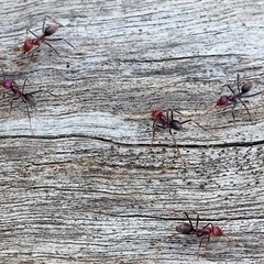 Iridomyrmex purpureus (Meat Ant) at Wodonga, VIC - 22 Sep 2024 by KylieWaldon