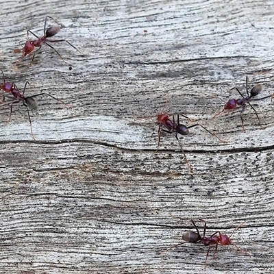 Iridomyrmex purpureus at Wodonga, VIC - 21 Sep 2024 by KylieWaldon