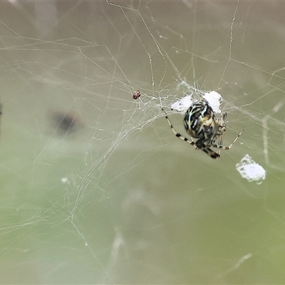 Parasteatoda sp. (genus) (A comb-footed spider) at Wodonga, VIC - 21 Sep 2024 by KylieWaldon