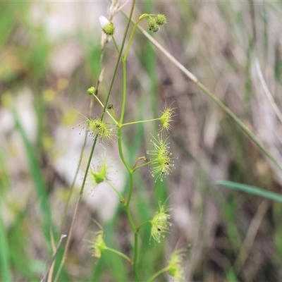 Drosera sp. at Wodonga, VIC - 22 Sep 2024 by KylieWaldon