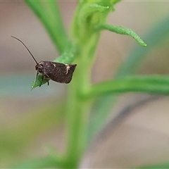 Leistomorpha brontoscopa at Wodonga, VIC - 22 Sep 2024 by KylieWaldon