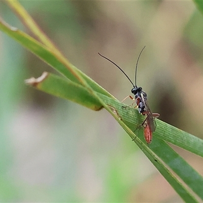 Ichneumonidae (family) (Unidentified ichneumon wasp) at Wodonga, VIC - 22 Sep 2024 by KylieWaldon