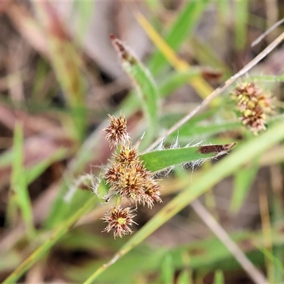 Luzula densiflora (Dense Wood-rush) at Wodonga, VIC - 21 Sep 2024 by KylieWaldon