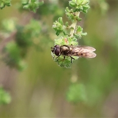 Syrphini (tribe) (Unidentified syrphine hover fly) at Wodonga, VIC - 22 Sep 2024 by KylieWaldon