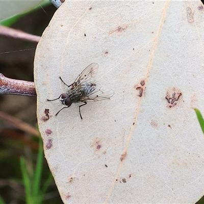 Helina sp. (genus) (Muscid fly) at Wodonga, VIC - 22 Sep 2024 by KylieWaldon