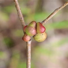 Unidentified Eucalyptus Gall at Wodonga, VIC - 22 Sep 2024 by KylieWaldon