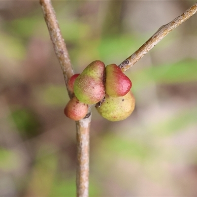 Unverified Eucalyptus Gall at Wodonga, VIC - 22 Sep 2024 by KylieWaldon