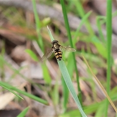 Simosyrphus grandicornis (Common hover fly) at Wodonga, VIC - 22 Sep 2024 by KylieWaldon