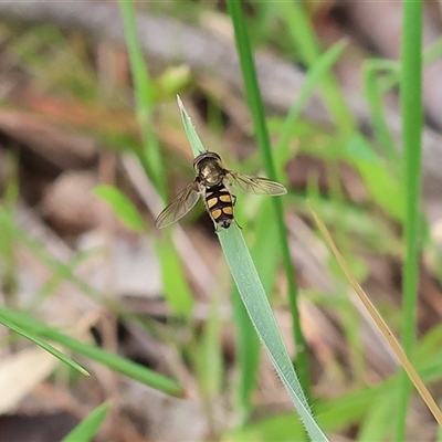 Simosyrphus grandicornis (Common hover fly) at Wodonga, VIC - 21 Sep 2024 by KylieWaldon