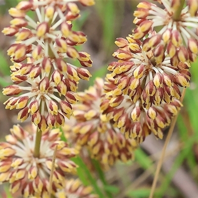 Lomandra multiflora (Many-flowered Matrush) at Wodonga, VIC - 22 Sep 2024 by KylieWaldon