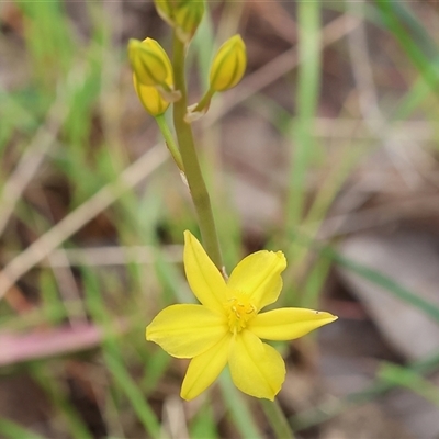 Bulbine bulbosa (Golden Lily, Bulbine Lily) at Wodonga, VIC - 21 Sep 2024 by KylieWaldon