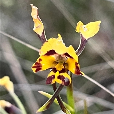 Diuris pardina (Leopard Doubletail) at Kenny, ACT - 25 Sep 2024 by Clarel