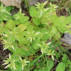 Cerastium glomeratum (Sticky Mouse-ear Chickweed) at Wodonga, VIC - 22 Sep 2024 by KylieWaldon