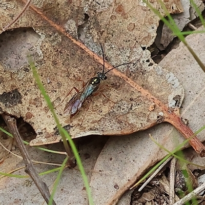 Unidentified Flower wasp (Scoliidae or Tiphiidae) at Wodonga, VIC - 22 Sep 2024 by KylieWaldon