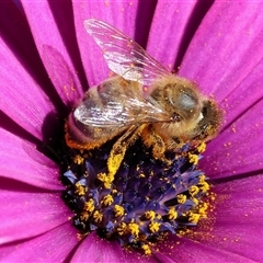 Apis mellifera (European honey bee) at Wodonga, VIC - 23 Sep 2024 by KylieWaldon