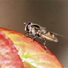 Simosyrphus grandicornis (Common hover fly) at Wodonga, VIC - 23 Sep 2024 by KylieWaldon