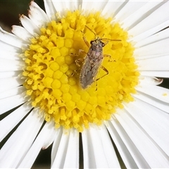 Nysius sp. (genus) (Seed bug) at Wodonga, VIC - 23 Sep 2024 by KylieWaldon