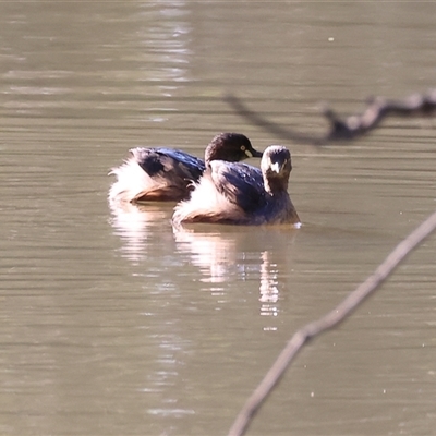 Tachybaptus novaehollandiae (Australasian Grebe) at Splitters Creek, NSW - 26 Sep 2024 by KylieWaldon