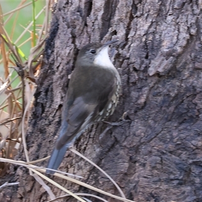 Cormobates leucophaea (White-throated Treecreeper) at Splitters Creek, NSW - 26 Sep 2024 by KylieWaldon