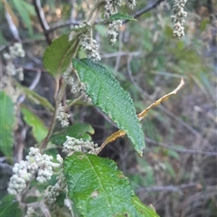 Pomaderris aspera (Hazel Pomaderris) at Bermagui, NSW - 28 Sep 2024 by TheCrossingLand