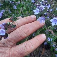 Prostanthera incisa (Cut-leaf Mint-bush) at Bermagui, NSW - 28 Sep 2024 by TheCrossingLand