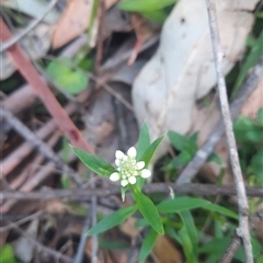 Stackhousia monogyna (Creamy Candles) at Bermagui, NSW - 28 Sep 2024 by TheCrossingLand