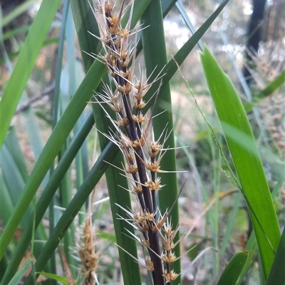 Lomandra longifolia (Spiny-headed Mat-rush, Honey Reed) at Bermagui, NSW - 28 Sep 2024 by TheCrossingLand