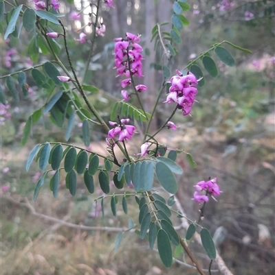 Indigofera australis subsp. australis (Australian Indigo) at Bermagui, NSW - 27 Sep 2024 by TheCrossingLand