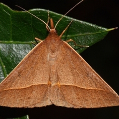 Epidesmia chilonaria (Golden-winged Epidesmia) at Sheldon, QLD - 24 Sep 2024 by PJH123