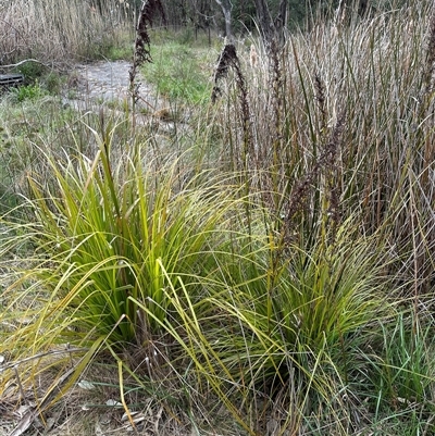 Gahnia sieberiana (Red-fruit Saw-sedge) at Lawson, ACT - 27 Sep 2024 by lbradley