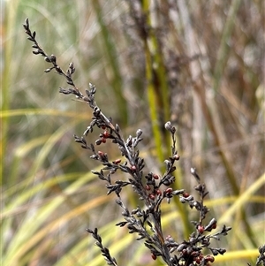 Gahnia sieberiana at Lawson, ACT - suppressed