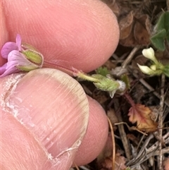 Erodium brachycarpum (Heronsbill) at Lawson, ACT - 27 Sep 2024 by lbradley