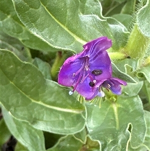 Echium plantagineum at Lawson, ACT - 28 Sep 2024