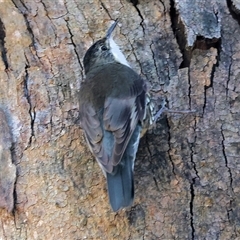 Cormobates leucophaea (White-throated Treecreeper) at Splitters Creek, NSW - 26 Sep 2024 by KylieWaldon