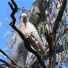 Cacatua galerita (Sulphur-crested Cockatoo) at Splitters Creek, NSW - 26 Sep 2024 by KylieWaldon