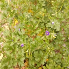 Erodium crinitum at Tarago, NSW - 28 Sep 2024 09:28 AM