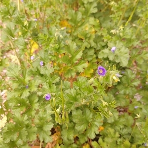 Erodium crinitum at Tarago, NSW - 28 Sep 2024