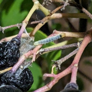 Epiphyas xylodes at Franklin, ACT - suppressed