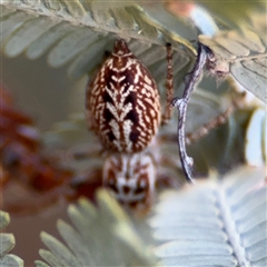 Opisthoncus serratofasciatus (Chevronned jumper) at Barton, ACT - 27 Sep 2024 by Hejor1