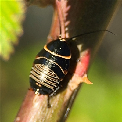 Ellipsidion australe (Austral Ellipsidion cockroach) at Parkes, ACT - 27 Sep 2024 by Hejor1