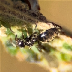 Technomyrmex sp. (genus) at Parkes, ACT - 27 Sep 2024 by Hejor1