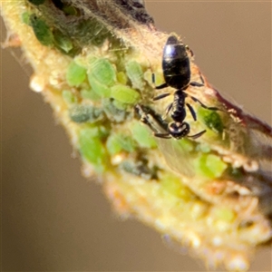 Technomyrmex sp. (genus) at Parkes, ACT - 27 Sep 2024