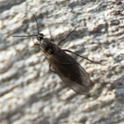 Sciaridae sp. (family) (Black fungus gnat) at Barton, ACT - 27 Sep 2024 by Hejor1