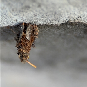 Psychidae (family) IMMATURE at Barton, ACT - 27 Sep 2024