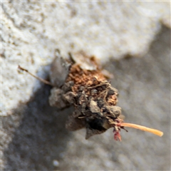 Psychidae (family) IMMATURE at Barton, ACT - 27 Sep 2024