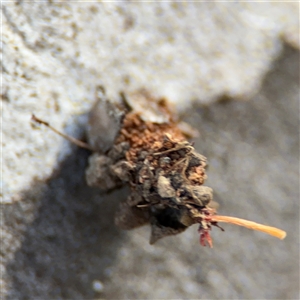 Psychidae (family) IMMATURE at Barton, ACT - 27 Sep 2024 04:19 PM